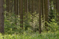 Buchenverjüngung unter Fichtenschirm