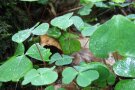 Sauerkleeblätter am Waldboden