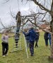 Gruppe schneidet Obstbaum zu