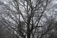 große Buchenkrone im Winter bei Frost