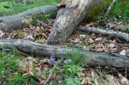 Totholz und Pflanzen am Waldboden