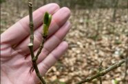 Knospen eines Edellaubbaums mit Verbissspuren