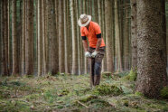 Waldarbeiter pflanzt junge Tanne in einem Fichtenwald.
