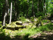 Sommerlicher Wald mit Felsen