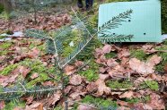 Kleine Tanne mit Mappe im Hintergrund