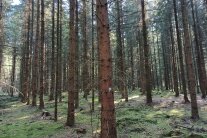 Fichten-Altdurchforstung Pfarrkirchenstiftung Neukirchen