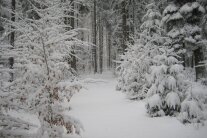 Verschneiter Waldpfad