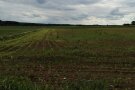 Maisfeld Anfang Juni