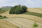 Landschaft mit Feldern und Gehölz 