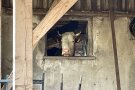 Neugierige Kuh schaut durch Fenster
