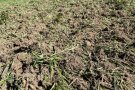 Ergebnis Kettenscheibenegge im Weidelgras