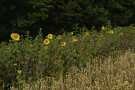 Blühstreifen mit Sonnenblumen 