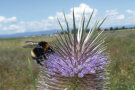 Hummel auf Wilder Karde