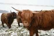 Kühe der Rasse Highland Cattle