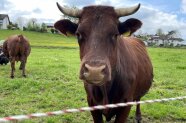 Rind steht auf der Weide.