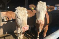 Zwei Kühe stehen in einem Stall