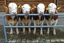 Vier angebundene Rinder vor modernem Stall 