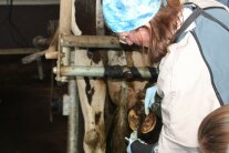Tierärztin behandelt die Klaue einer Kuh.