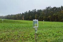 Hanffeld Mit Schild
