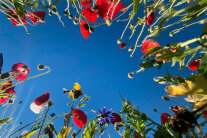 Mohnblumen in Blühwiese von unten.